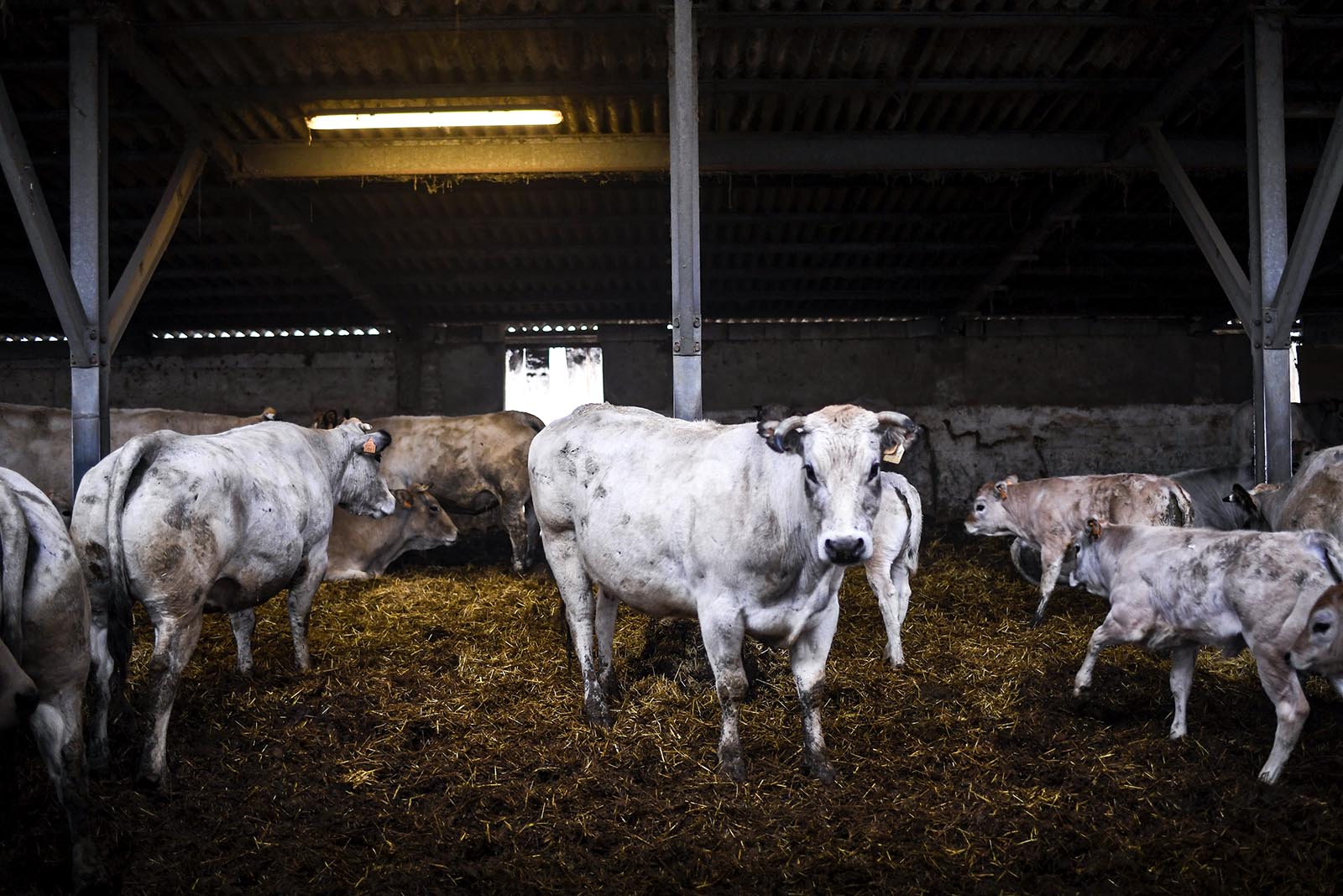 Farms Are Going Carbon Neutral And Cows Are Leading The Way