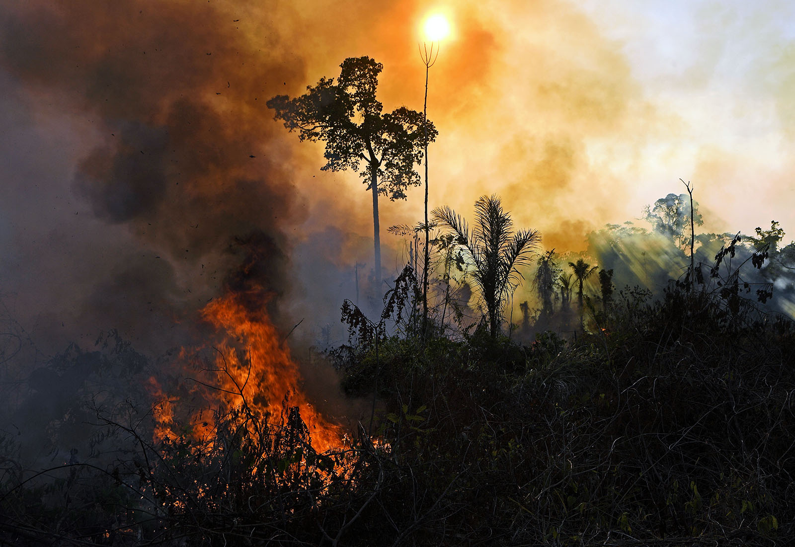 What Are The Economic Drivers Of The Amazon Fires Brink Conversations And Insights On Global Business