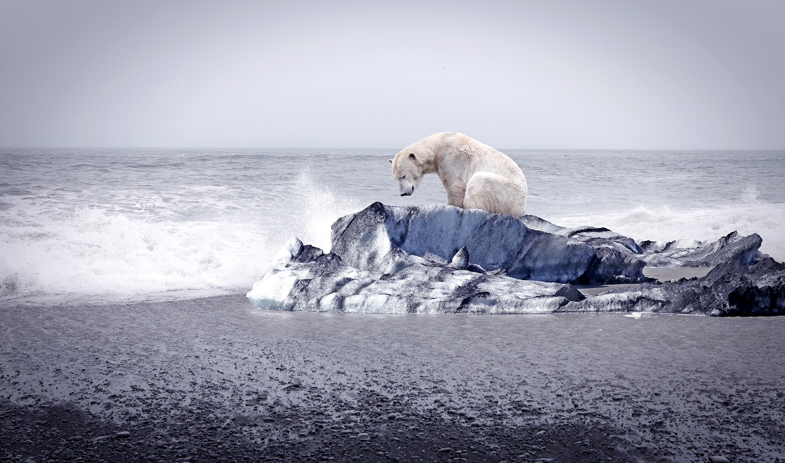 A polar bear stands alone on a small ice floe in the middle of a dark sea.