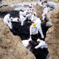 A crowd of workers in white protective jumpsuits and hats put plastic over a black oil spill between rocks