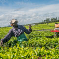 A man wearing a baseball hat and headphones pulls and unseen tractor through a green field of crops.