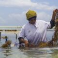A woman in a white polo shirt and yellow head scarf stands waist-deep in the ocean. She is inspecting long strands of seaweed, which she holds in her arms.