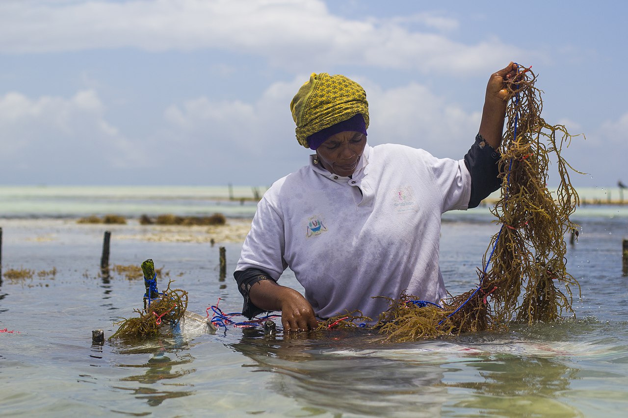 A woman in a white polo shirt and yellow head scarf stands waist-deep in the ocean. She is inspecting long strands of seaweed, which she holds in her arms.
