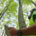 A shot from below of a man holding a clipboard and wearing a yellow safety vest and white hard helmet. He is looking up at tall trees.