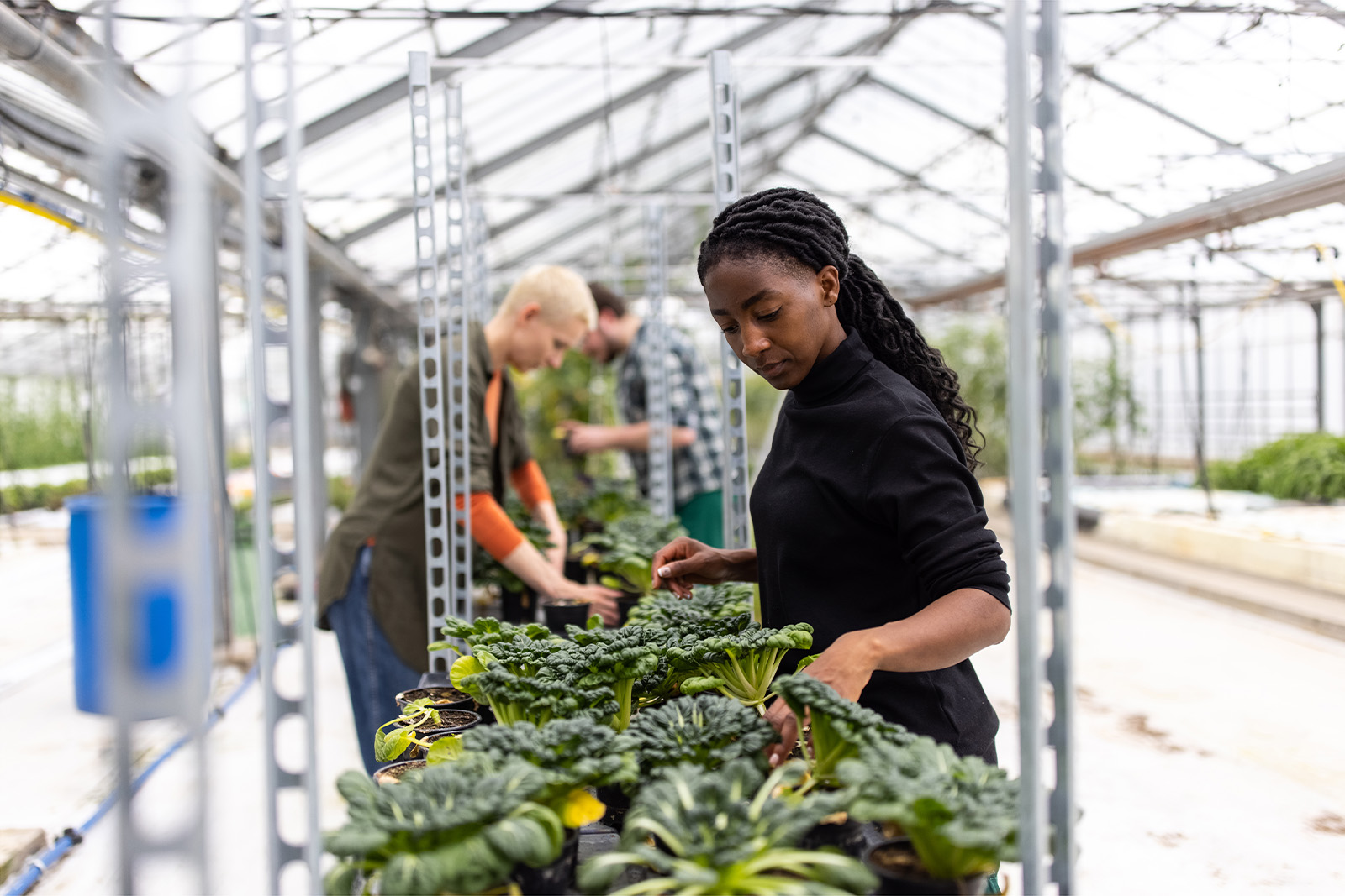 A woman with long braids works with plants in a greenhouse. Other gardeners work in a line behind her.