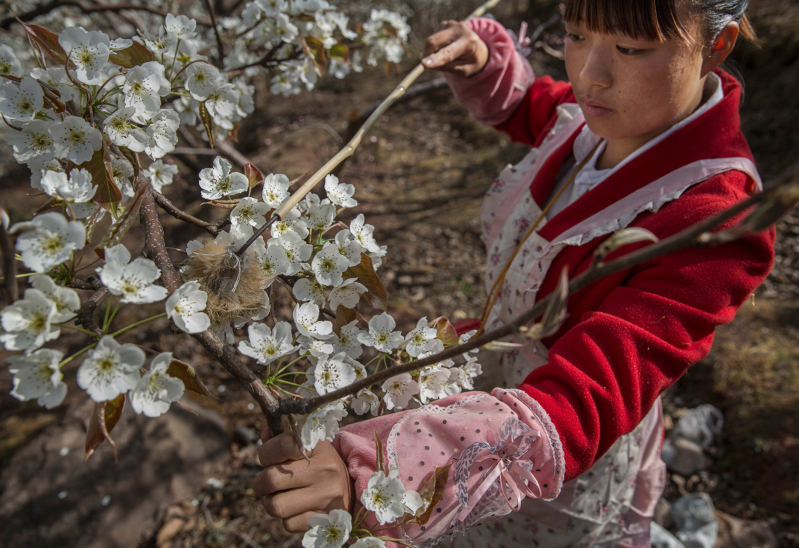 A close-up of a woman in traditional red and pink Chinese robes, standing on a ladder. She is holding a stick and touch white pear blossoms on a tree.