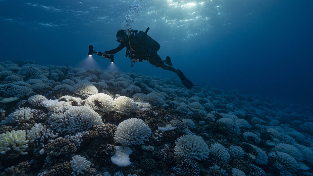 A diver analyzes coral reefs in the ocean, which are plagued with what is called white death