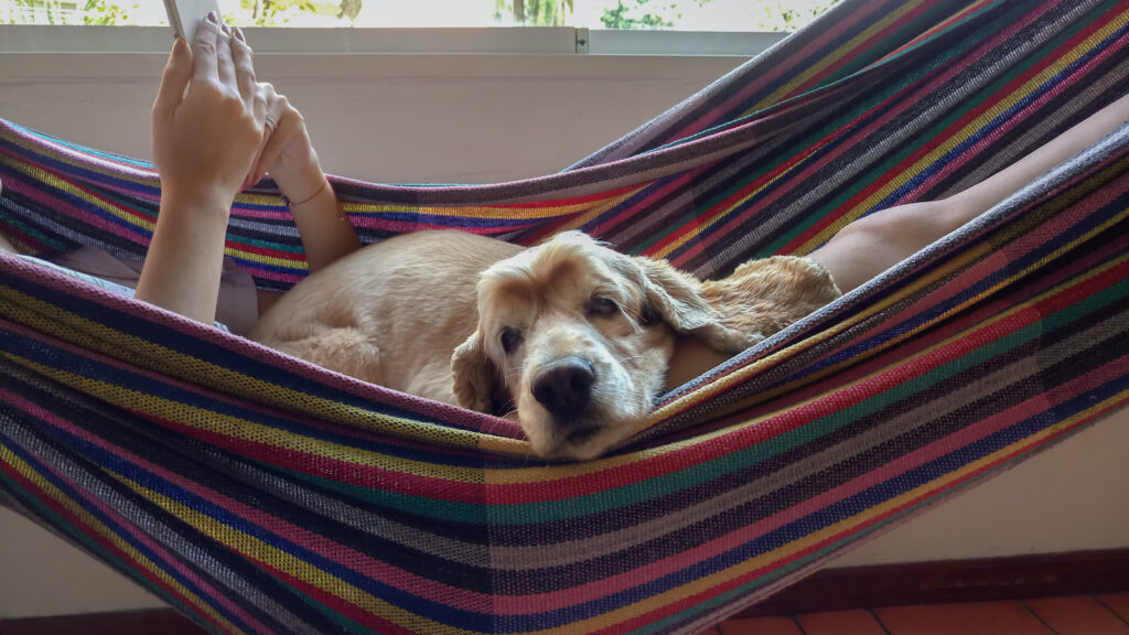 A golden retriever lies in a colorful hammock. Hands holding a tablet can be seen in the hammock.