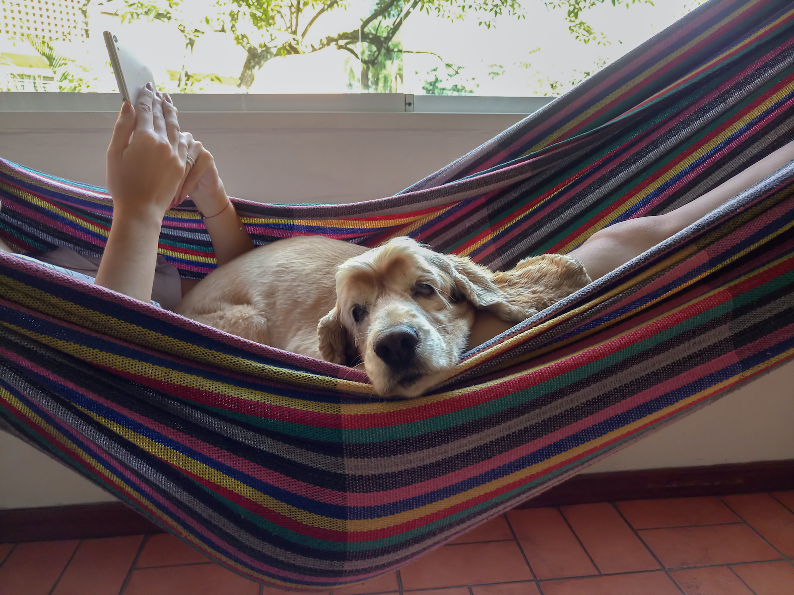 A golden retriever lies in a colorful hammock. Hands holding a tablet can be seen in the hammock.