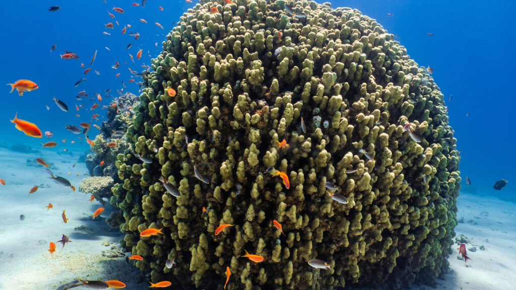 A round mound of coral sits at the bottom of a tropical ocean, surrounded by bright orange fish.