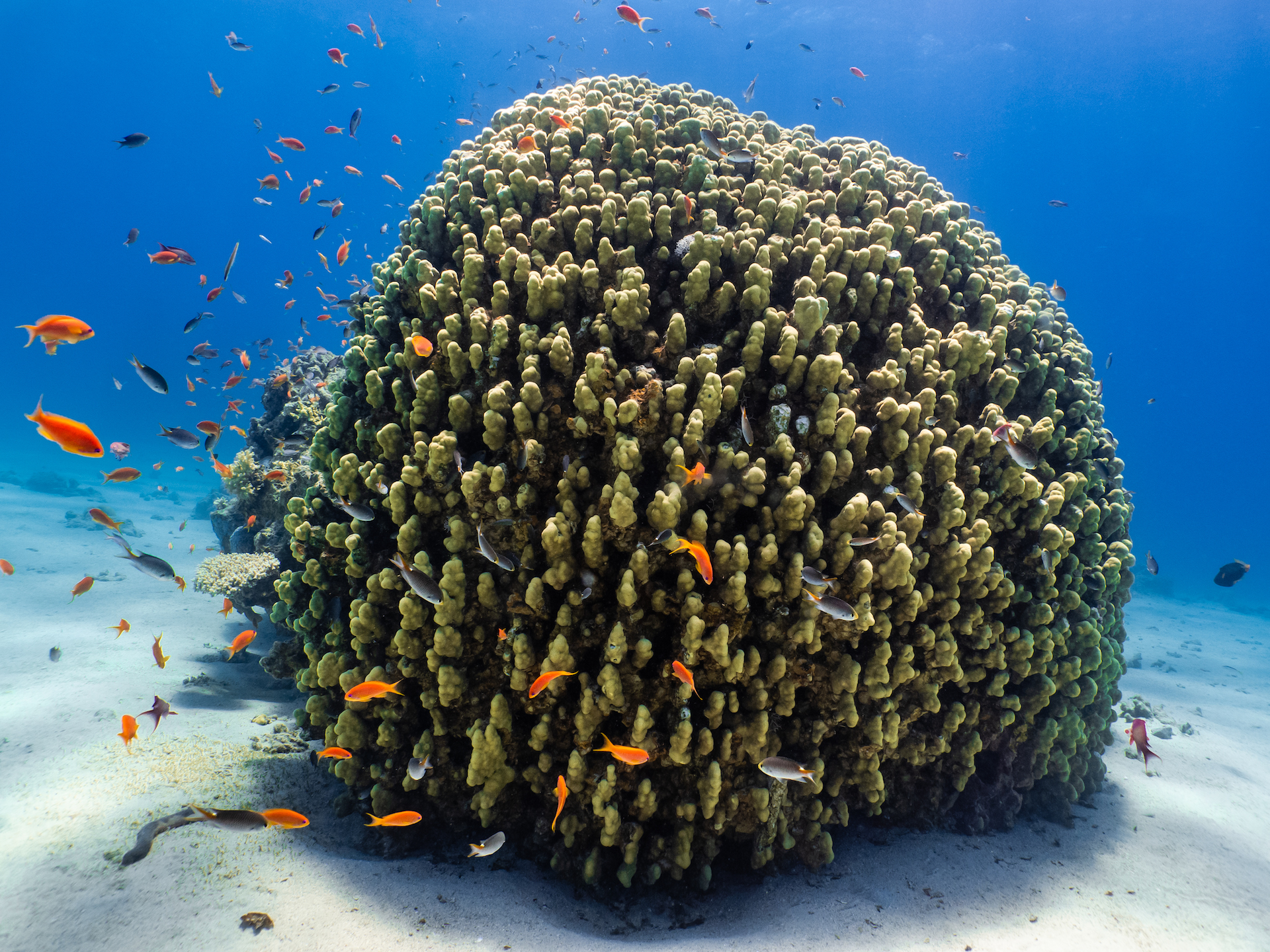 A round mound of coral sits at the bottom of a tropical ocean, surrounded by bright orange fish.